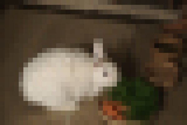 lulu rabbit 1