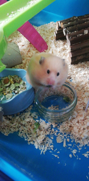 small animal photo scaled small animal photo scaled