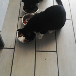cats feeding