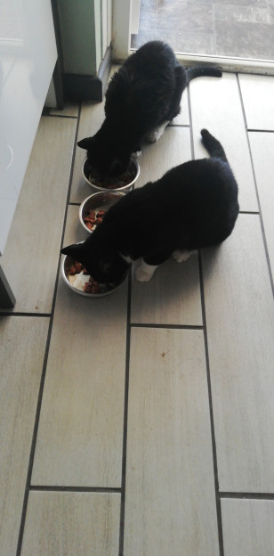 cats feeding cats feeding