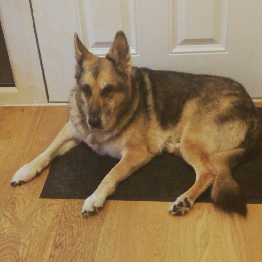 house sit Rosie cropped